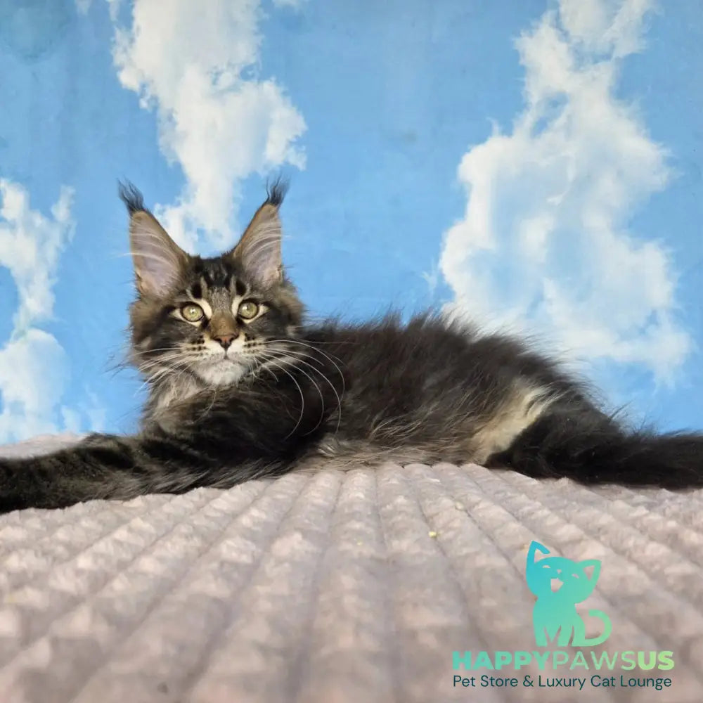 Serega Maine Coon male black ticked tabby - live animals