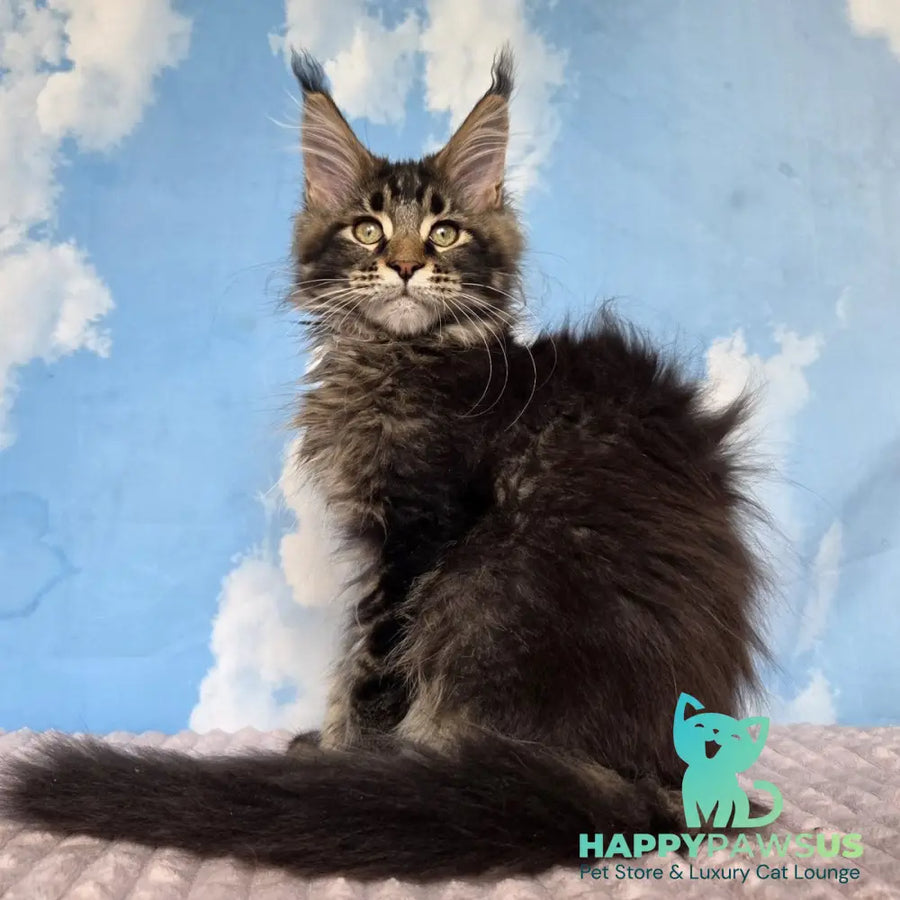 Serega Maine Coon male black ticked tabby - live animals