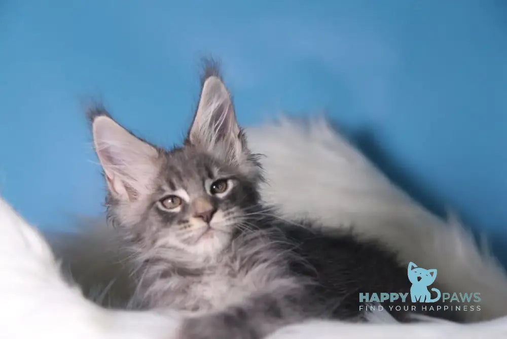Serge Maine Coon male blue tabby live animals