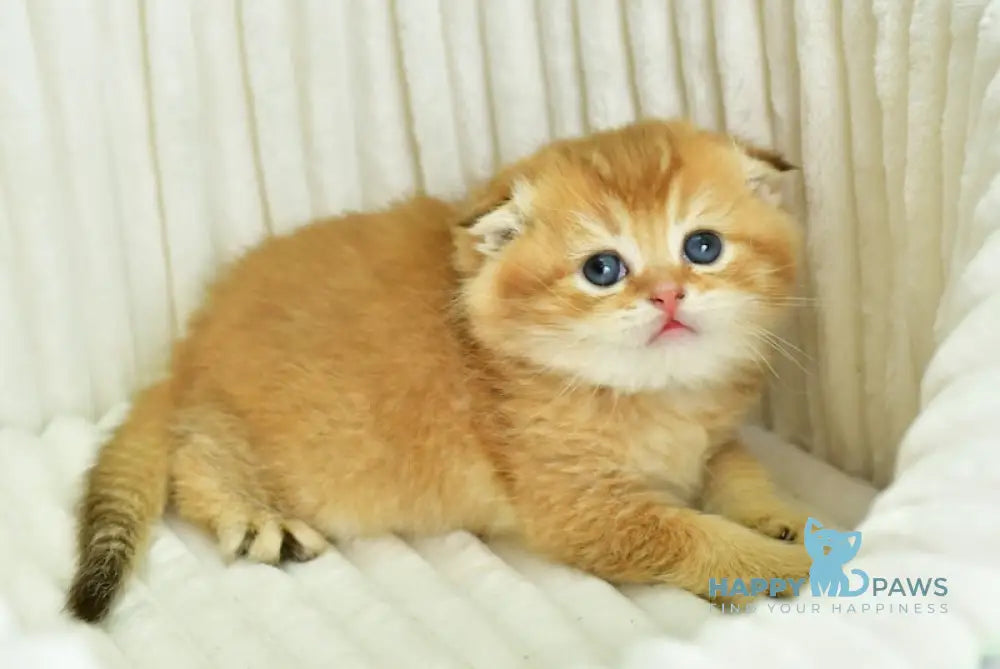 Sergio Scottish Fold male chocolate golden shaded live animals