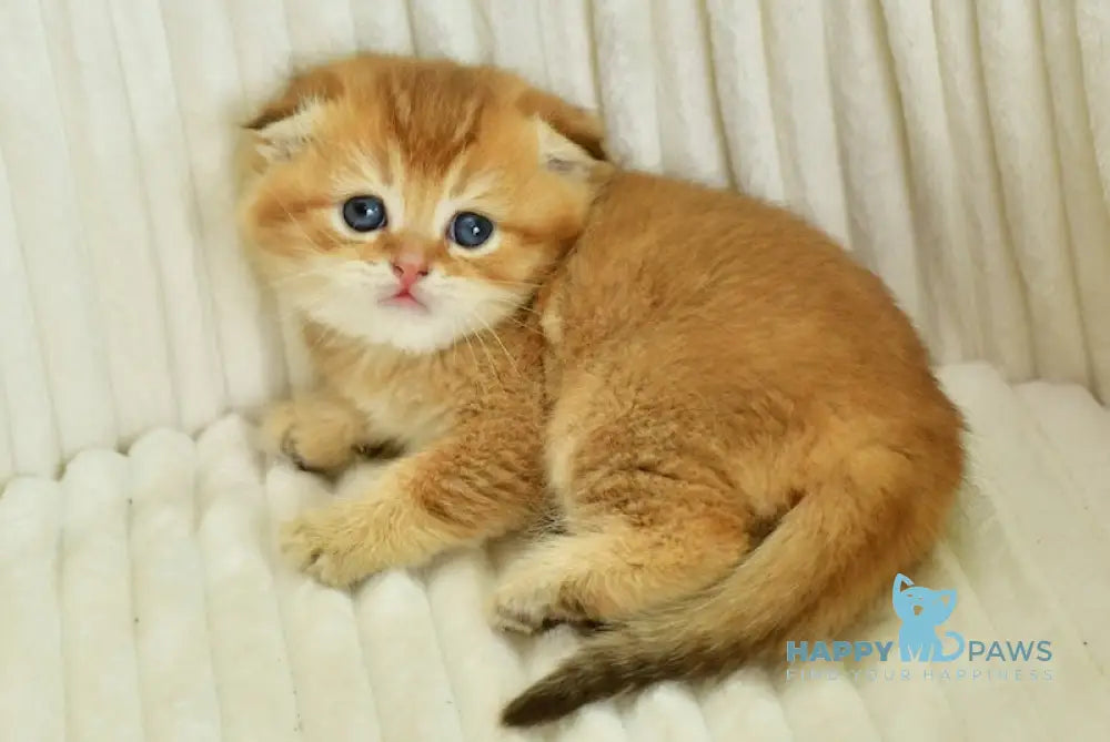 Sergio Scottish Fold male chocolate golden shaded live animals