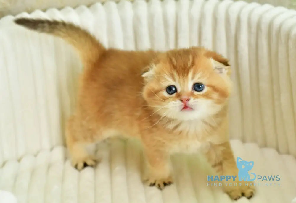 Sergio Scottish Fold male chocolate golden shaded live animals