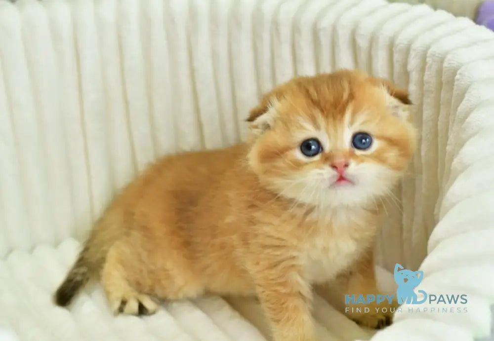 Sergio Scottish Fold male chocolate golden shaded live animals