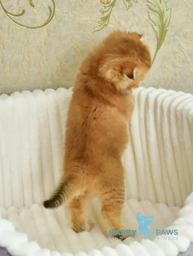 Sergio Scottish Fold male chocolate golden shaded live animals