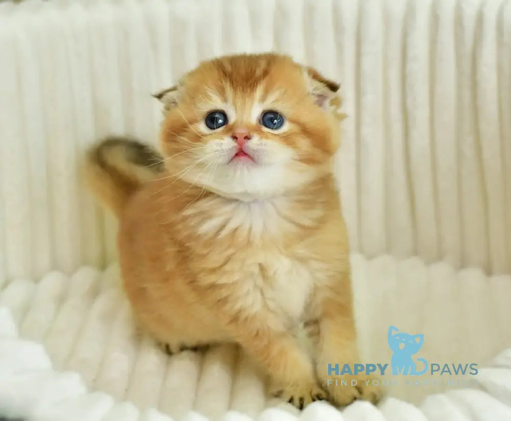 Sergio Scottish Fold male chocolate golden shaded live animals