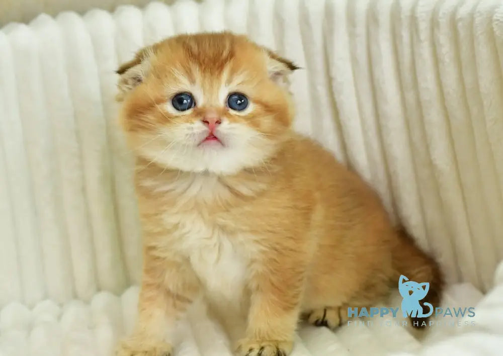 Sergio Scottish Fold male chocolate golden shaded live animals