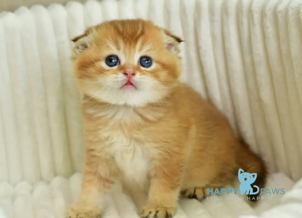 Sergio Scottish Fold male chocolate golden shaded live animals