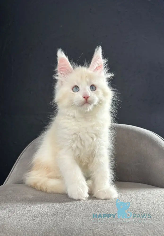 Sesil Maine Coon female red silver shaded live animals