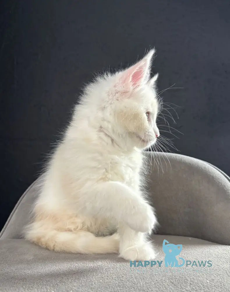 Sesil Maine Coon female red silver shaded live animals