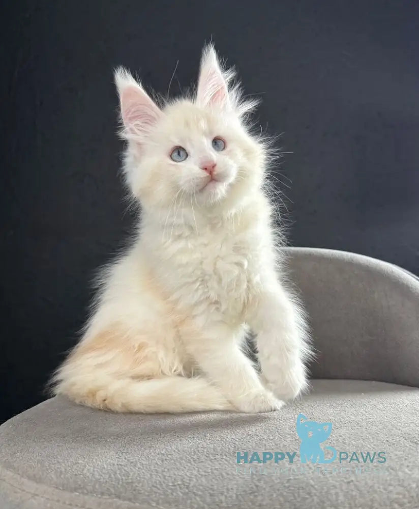 Sesil Maine Coon female red silver shaded live animals