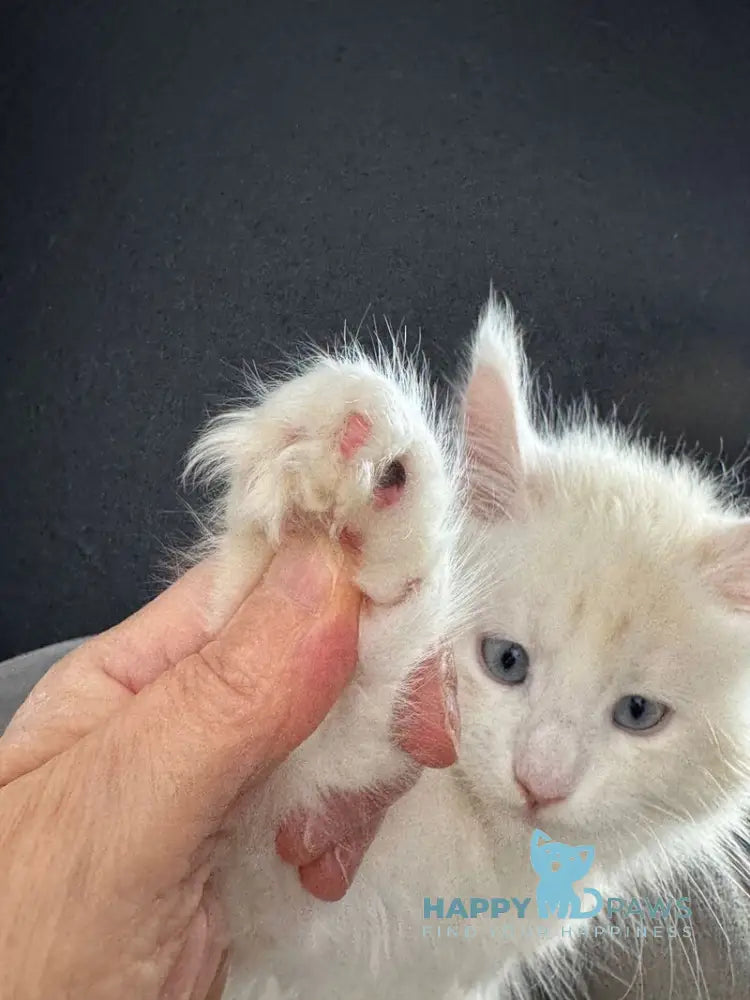 Sesil Maine Coon female red silver shaded live animals