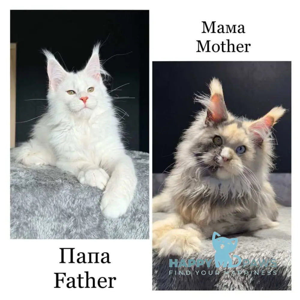 Sesil Maine Coon female red silver shaded live animals