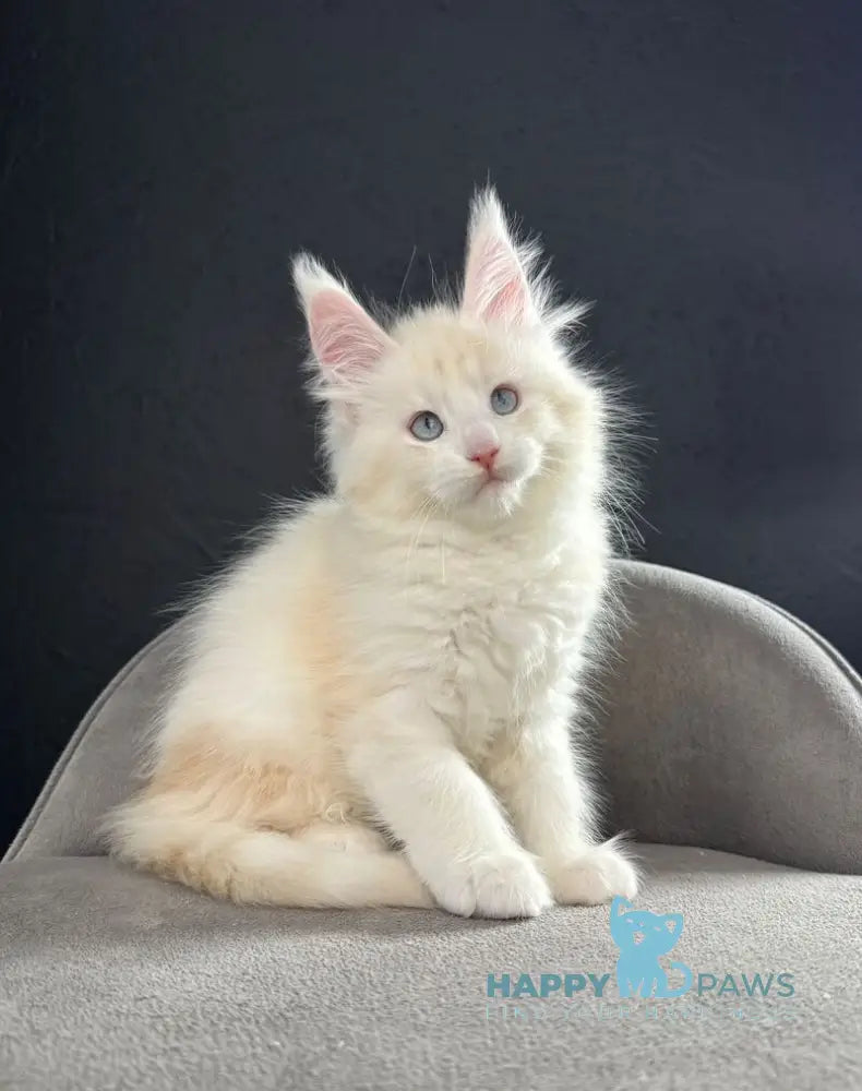 Sesil Maine Coon female red silver shaded live animals