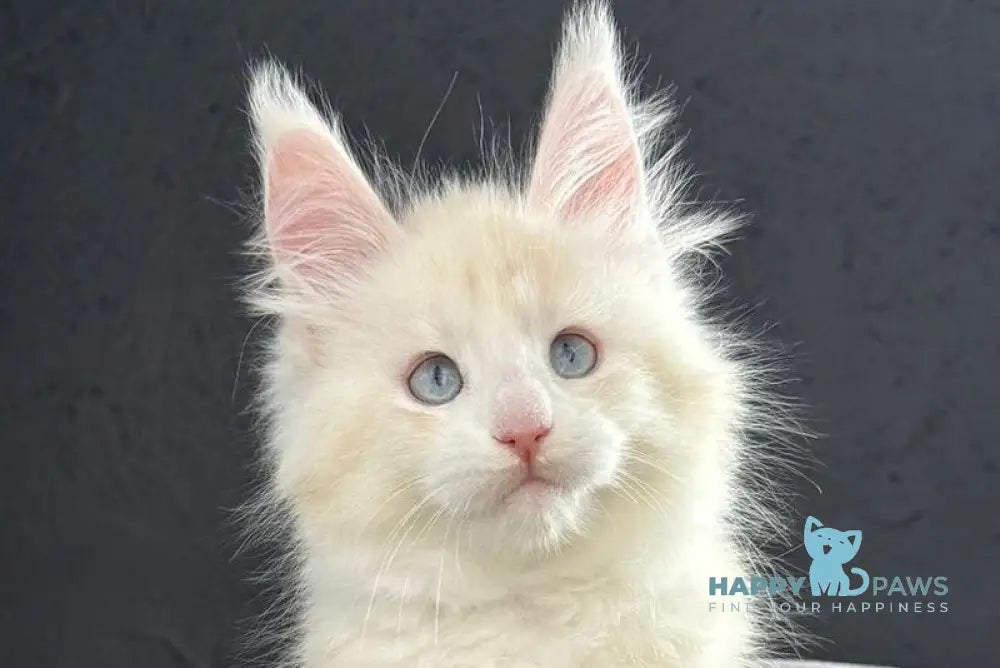 Sesil Maine Coon female red silver shaded live animals