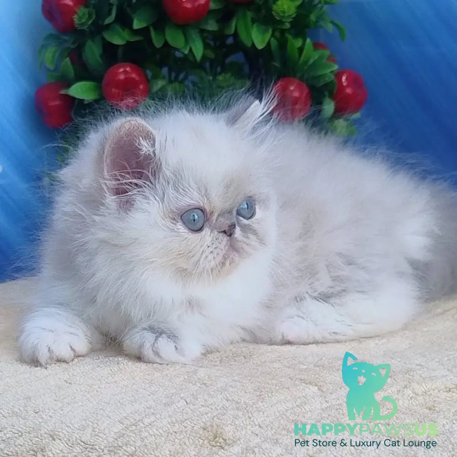 Sesil Persian female black tabby pointed bicolour - live animals
