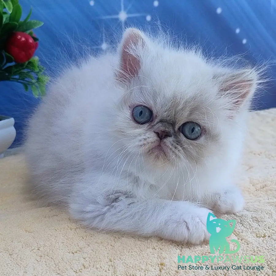 Sesil Persian female black tabby pointed bicolour - live animals