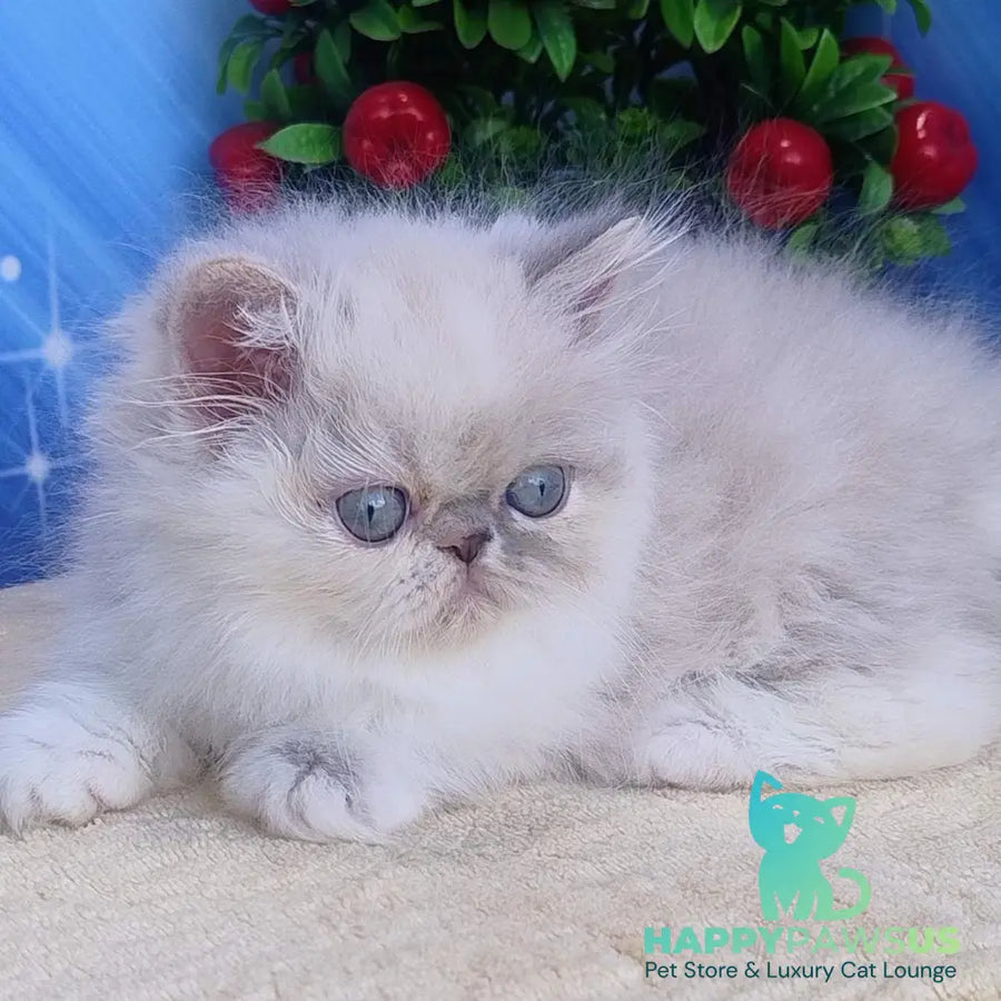 Sesil Persian female black tabby pointed bicolour - live animals
