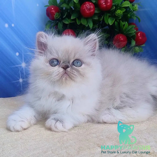 Sesil Persian female black tabby pointed bicolour - live animals