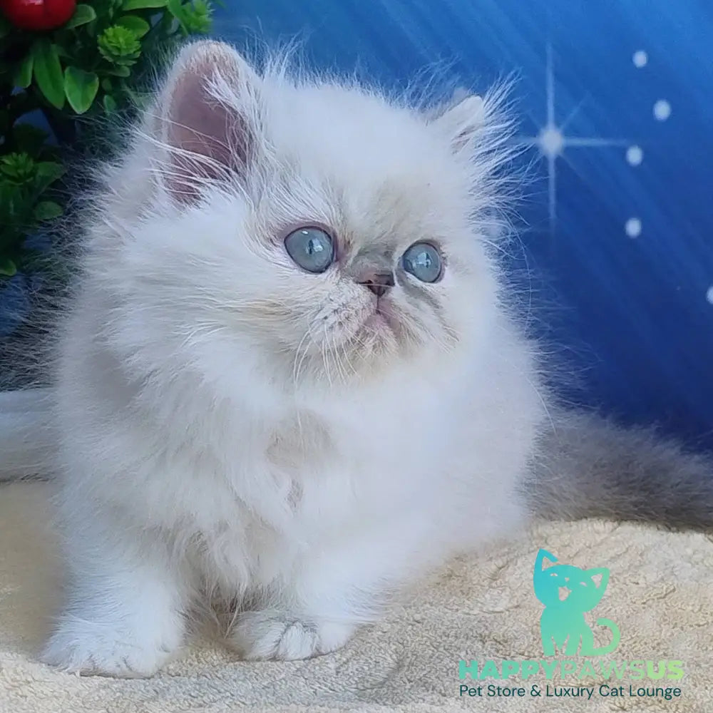 Sesil Persian female black tabby pointed bicolour - live animals