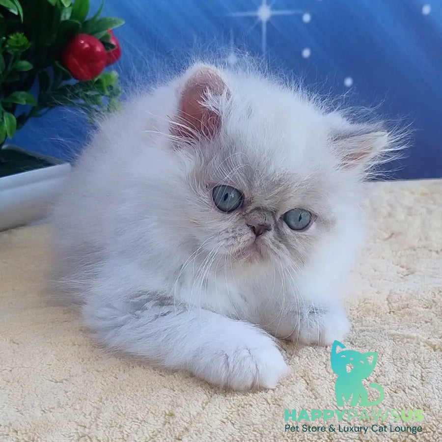 Sesil Persian female black tabby pointed bicolour - live animals
