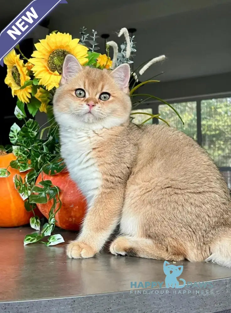 Seva British Shorthair male black golden shaded live animals