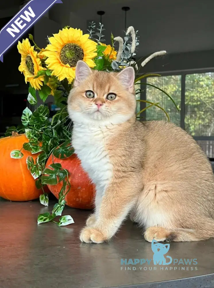 Seva British Shorthair male black golden shaded live animals