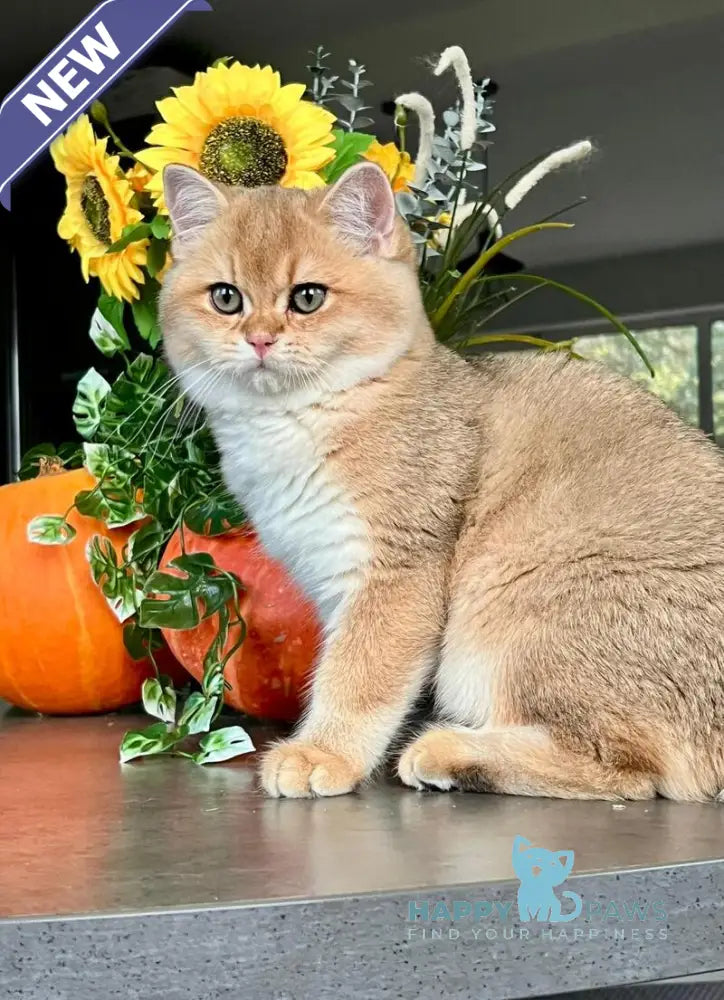 Seva British Shorthair male black golden shaded live animals