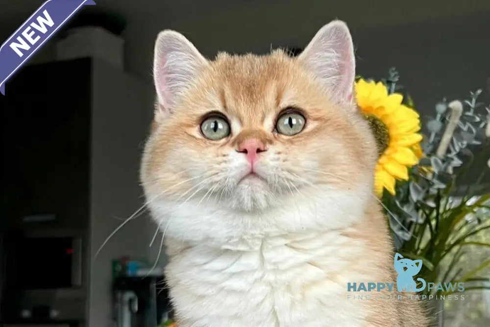 Seva British Shorthair male black golden shaded live animals