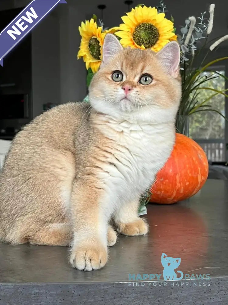 Seva British Shorthair male black golden shaded live animals