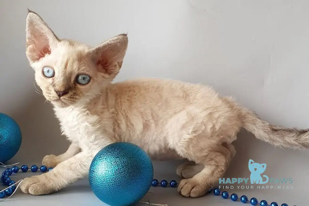 Seva Devon Rex male black tabby pointed live animals