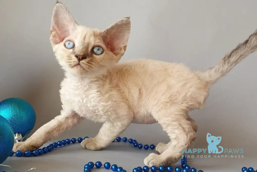 Seva Devon Rex male black tabby pointed live animals