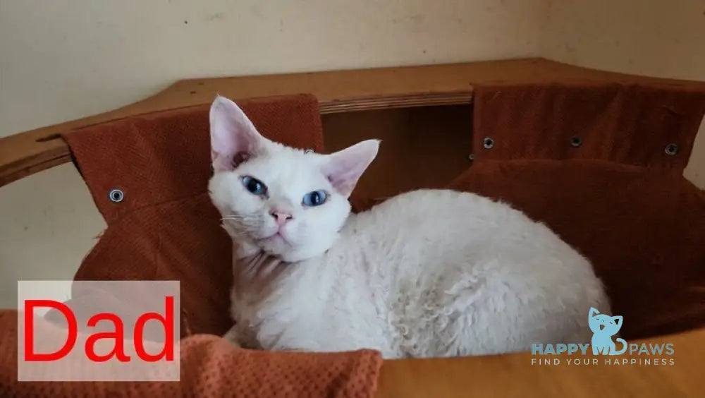 Seva Devon Rex male black tabby pointed live animals