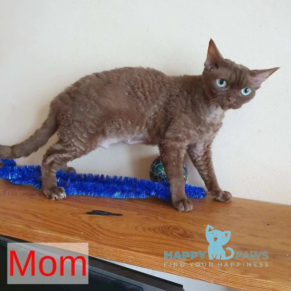 Seva Devon Rex male black tabby pointed live animals