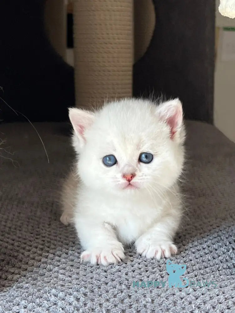 Seva Munchkin male black silver ticked tabby live animals