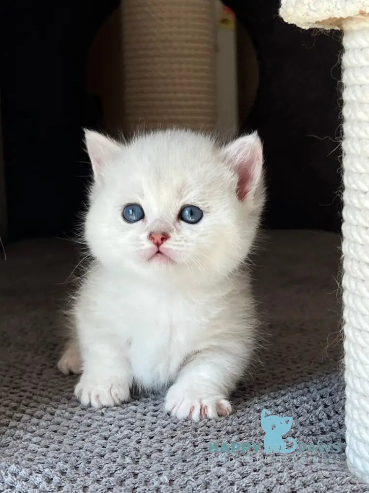 Seva Munchkin male black silver ticked tabby live animals