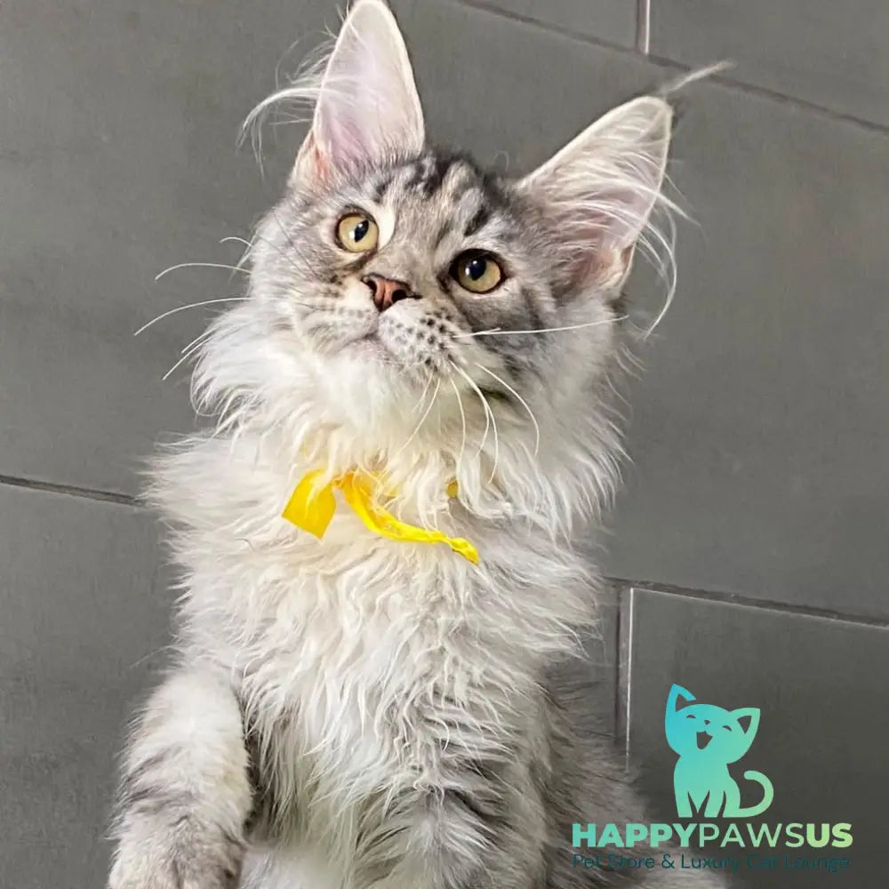 Seven Maine Coon female black tortie silver tabby - live animals