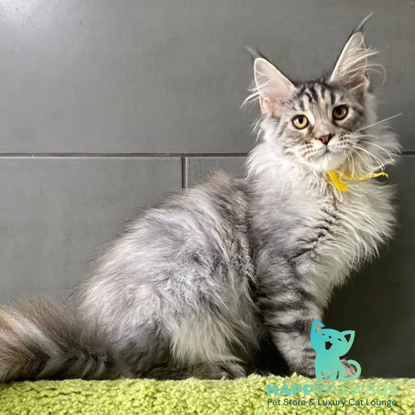 Seven Maine Coon female black tortie silver tabby - live animals