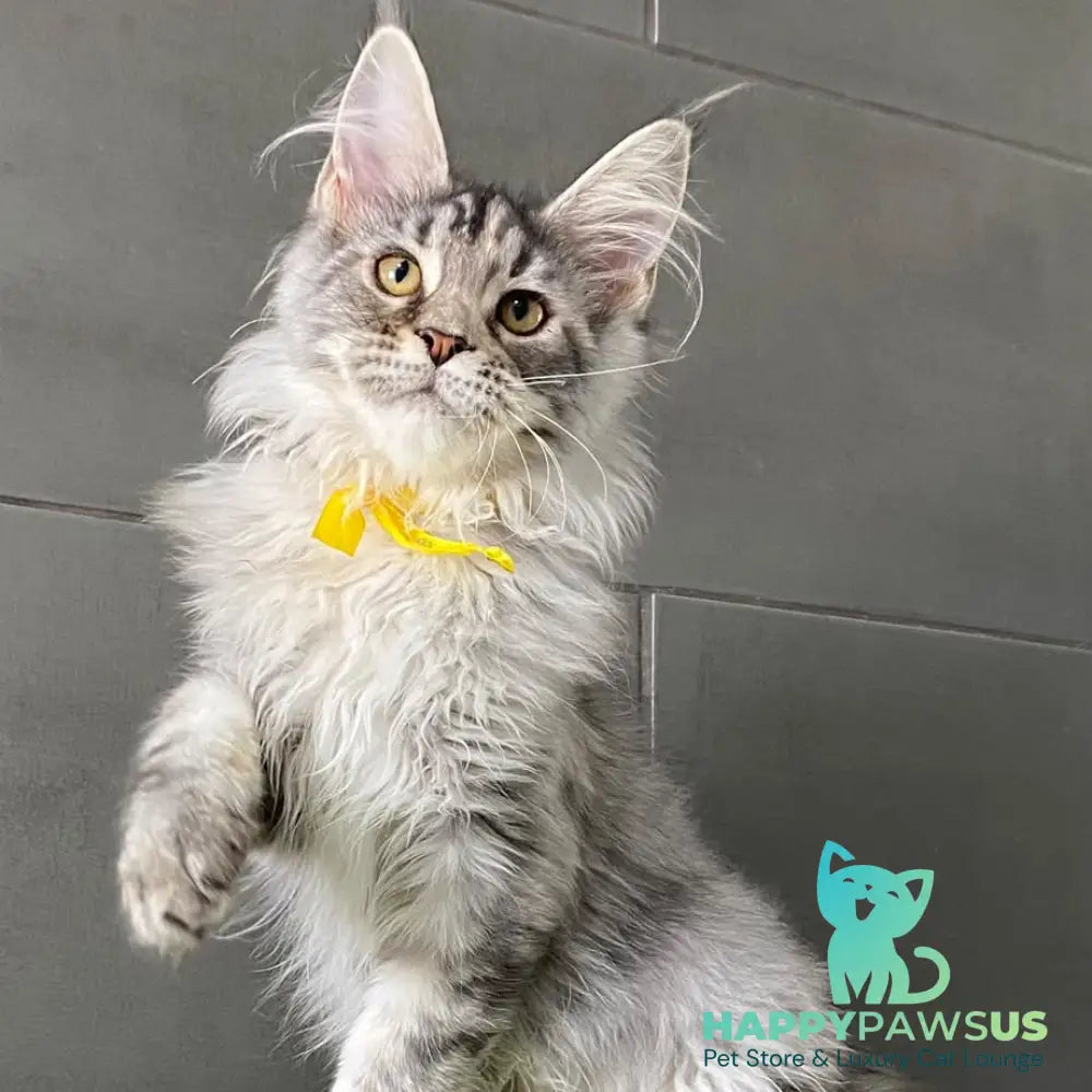 Seven Maine Coon female black tortie silver tabby - live animals