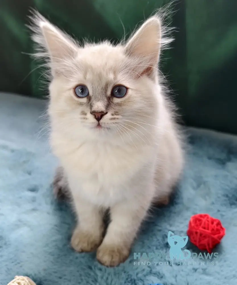 Severus Neva Masquerade male blue tabby pointed live animals