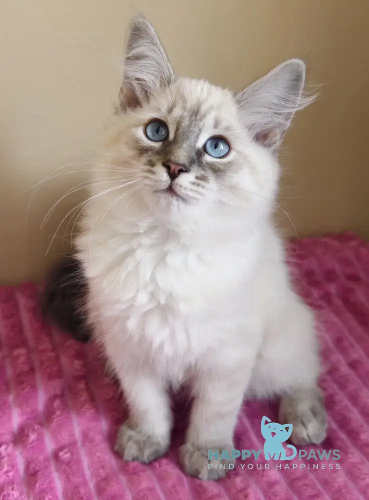Severus Neva Masquerade male blue tabby pointed live animals