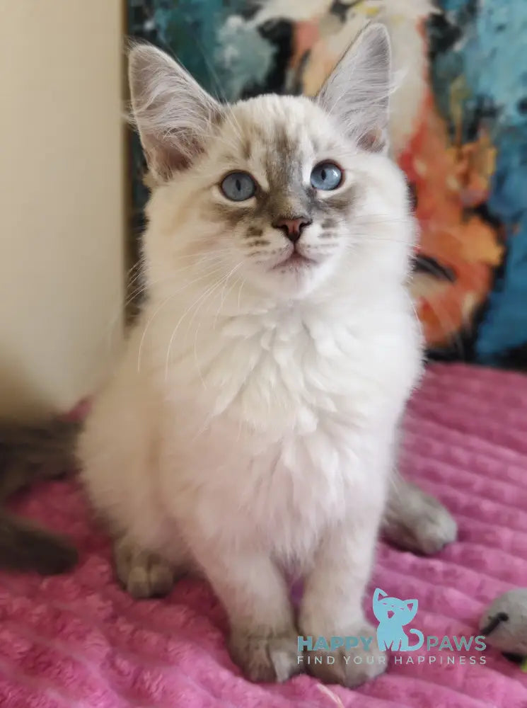 Severus Neva Masquerade male blue tabby pointed live animals