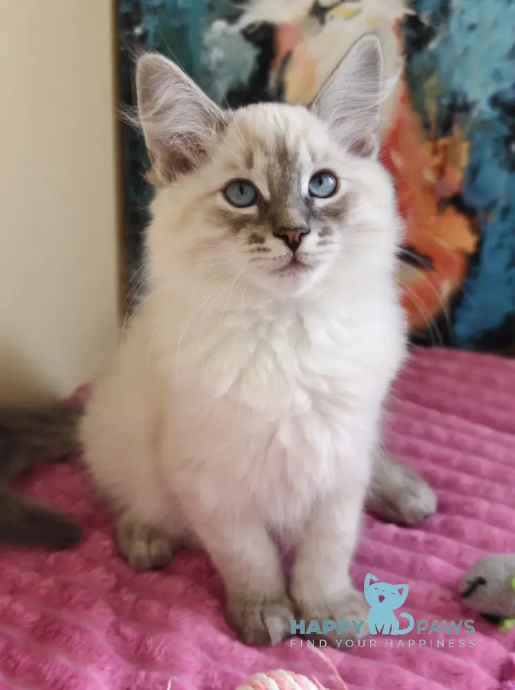 Severus Neva Masquerade male blue tabby pointed live animals