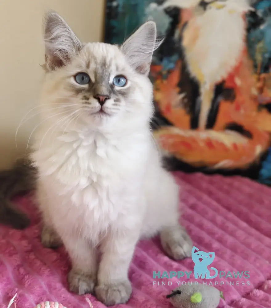 Severus Neva Masquerade male blue tabby pointed live animals