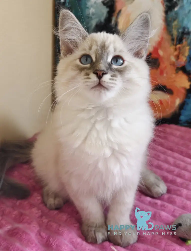 Severus Neva Masquerade male blue tabby pointed live animals