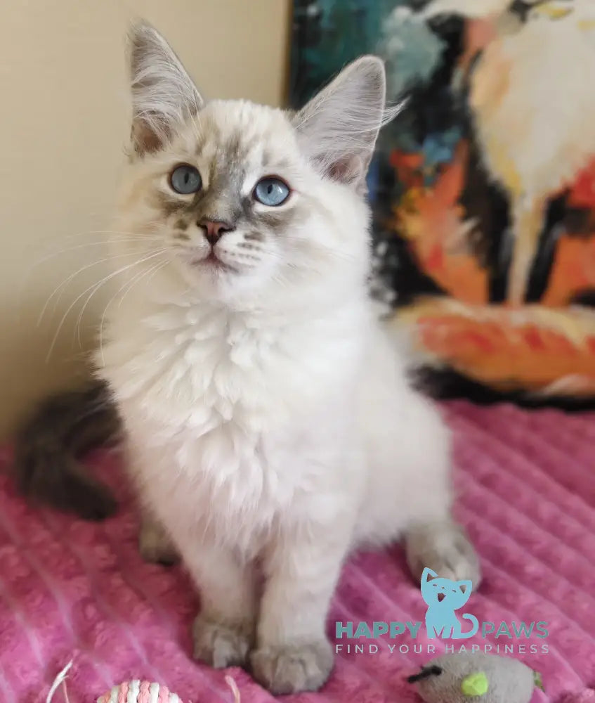 Severus Neva Masquerade male blue tabby pointed live animals