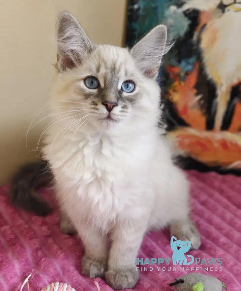 Severus Neva Masquerade male blue tabby pointed live animals