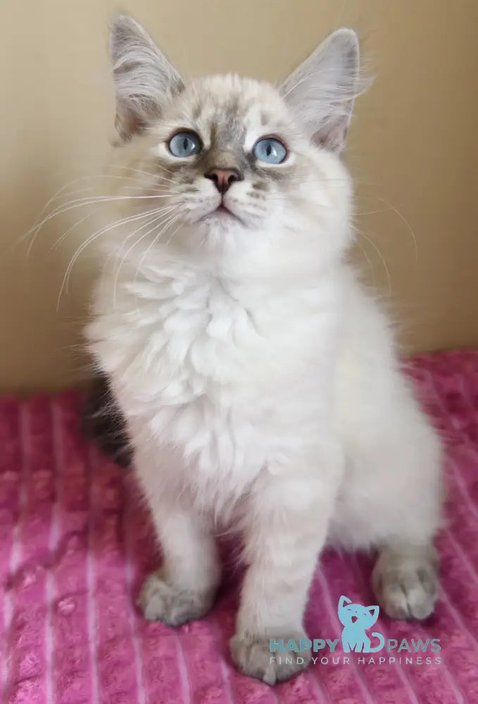 Severus Neva Masquerade male blue tabby pointed live animals