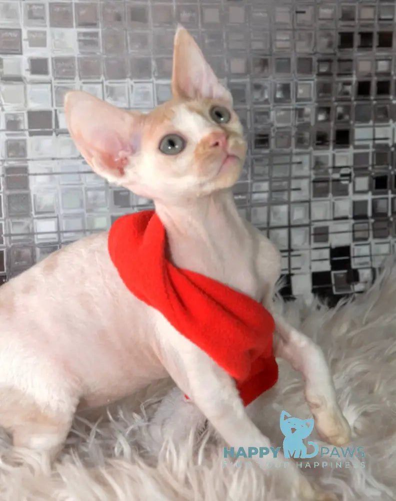 Sevva Devon Rex Male Cream Bicolour Live Animals