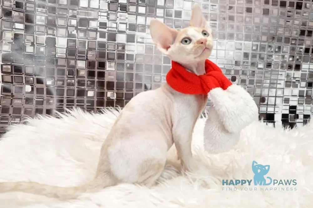 Sevva Devon Rex Male Cream Bicolour Live Animals