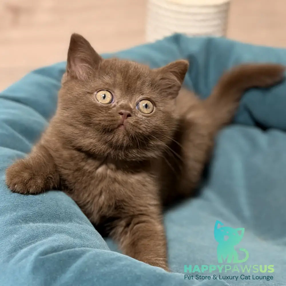 Seymour British Shorthair male chocolate